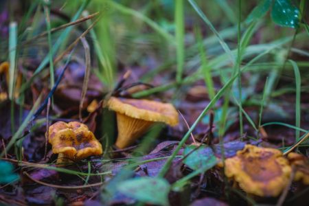 грибной сезон