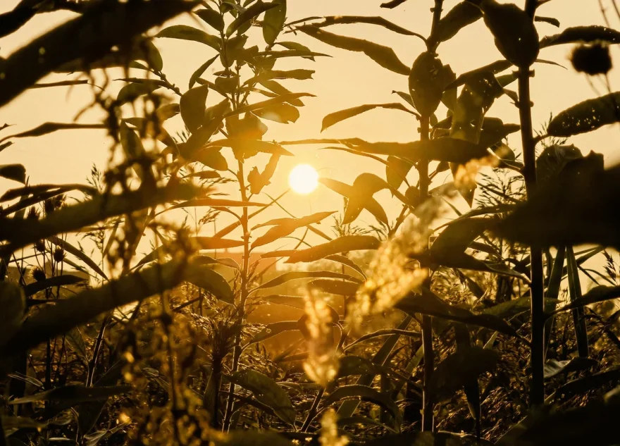 Аномальная жара накроет Тверскую область с середины недели