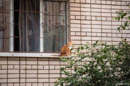 В России введут учет домашних животных животных