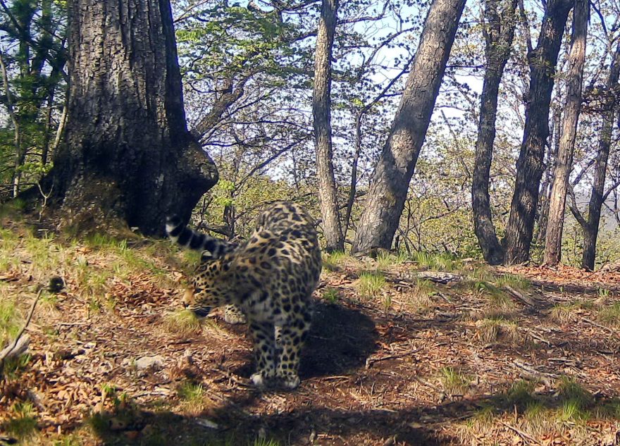 Стали известны итоги конкурса по выбору имени леопарда