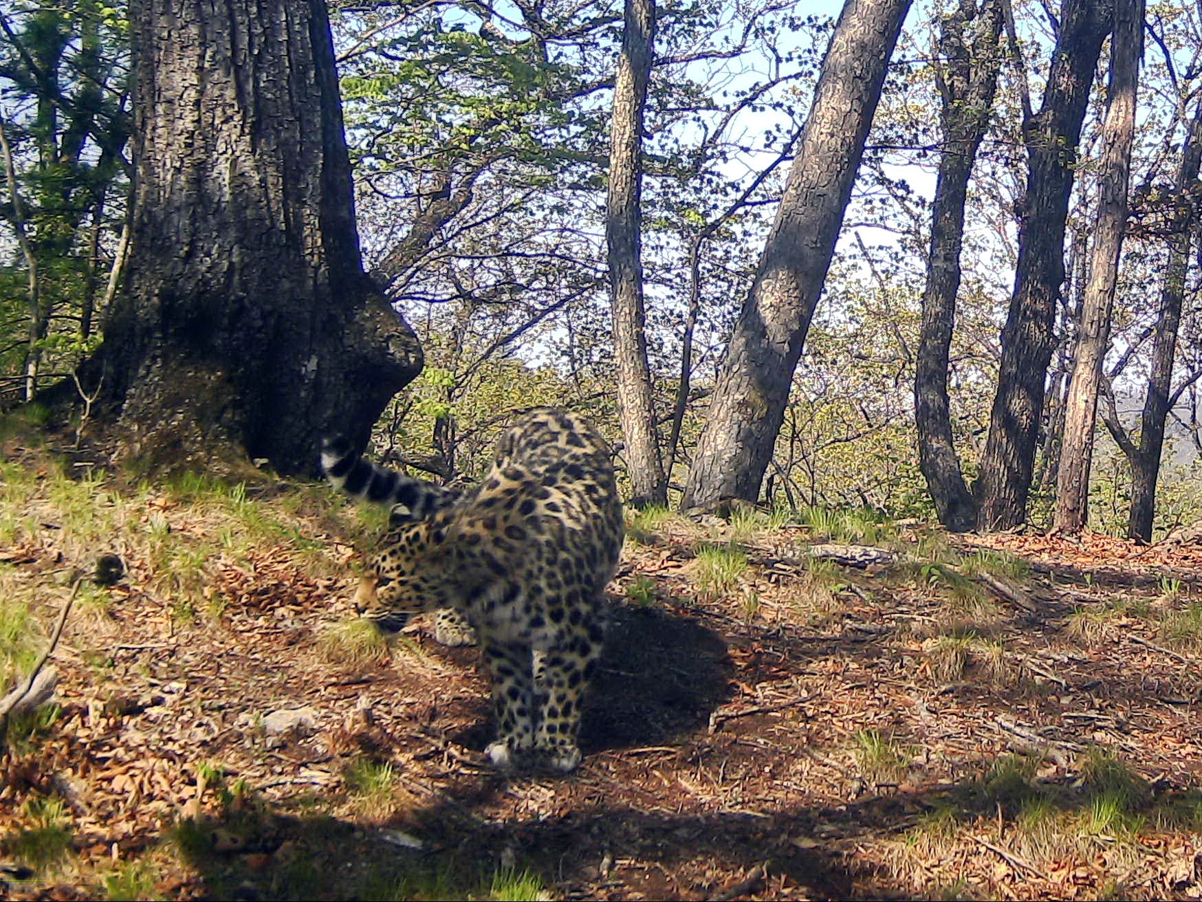 Стали известны итоги конкурса по выбору имени леопарда