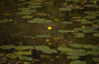 В Тверской области утвердили границы трёх болот с редкими птицами и растениями В Тверской области утвердили границы трёх болот с редкими птицами и растениями