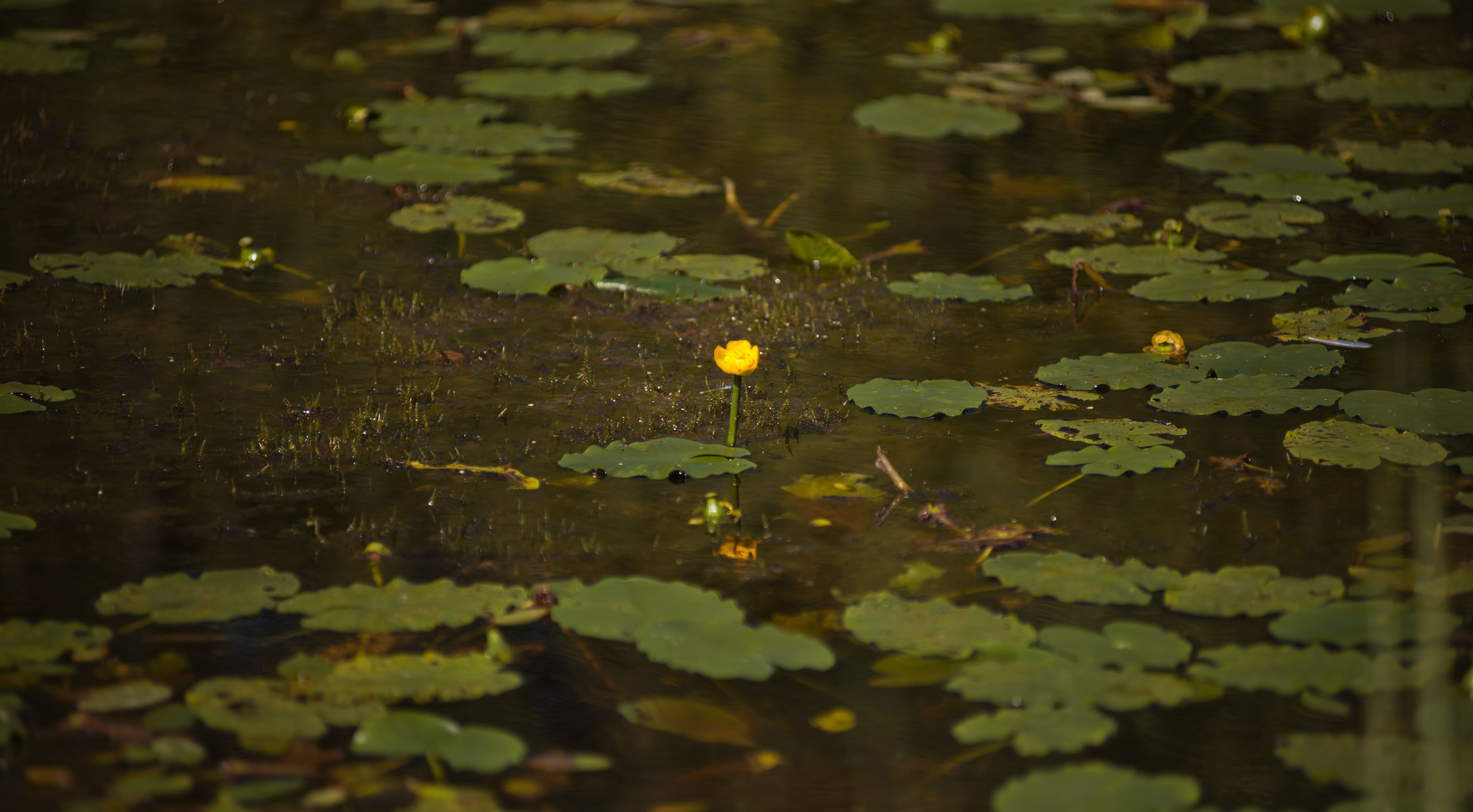 В Тверской области утвердили границы трёх болот с редкими птицами и растениями