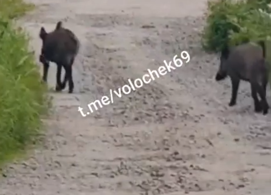 В Тверской области к железнодорожной станции пришли кабаны