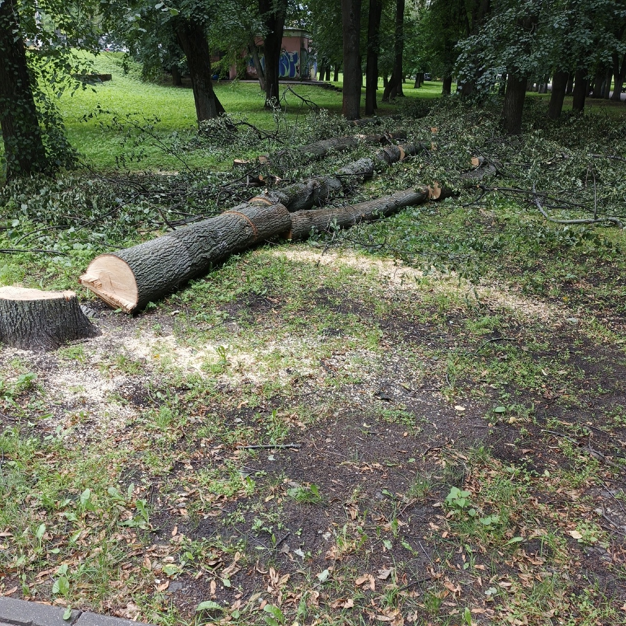 деревья