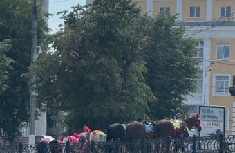 Несчастные лошади томятся под обжигающим солнцем в Твери лошади