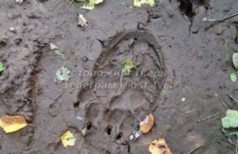 В деревне Тверской области замечены следы медведя медведя