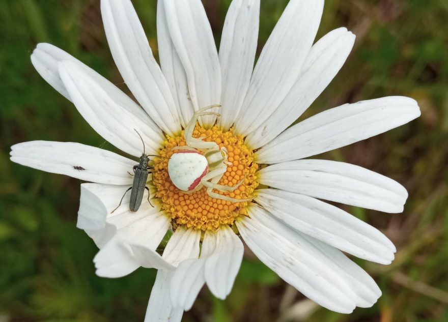 Жительница Тверской области встретила у дома невидимого паука