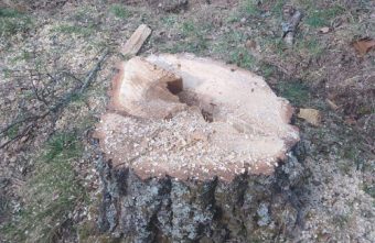 В Тверской области мужчина незаконно спилил почти 100 деревьев спилил