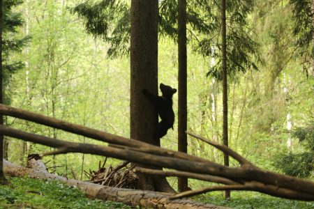 В Тверской области сделали редкий кадр медвежьего хвоста хвостик