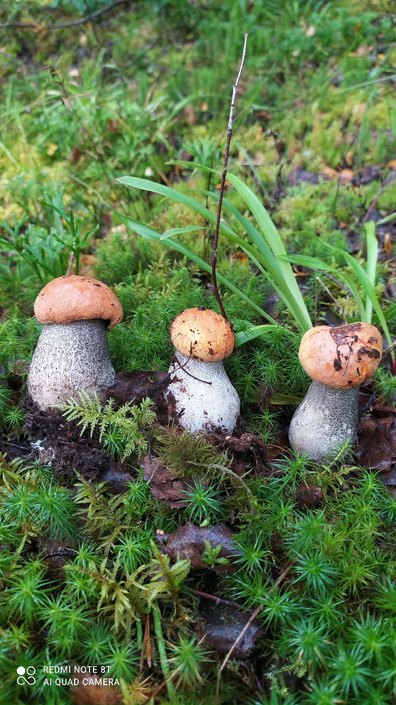 Столько не унести: жители Тверской области оставляют грибы в лесу