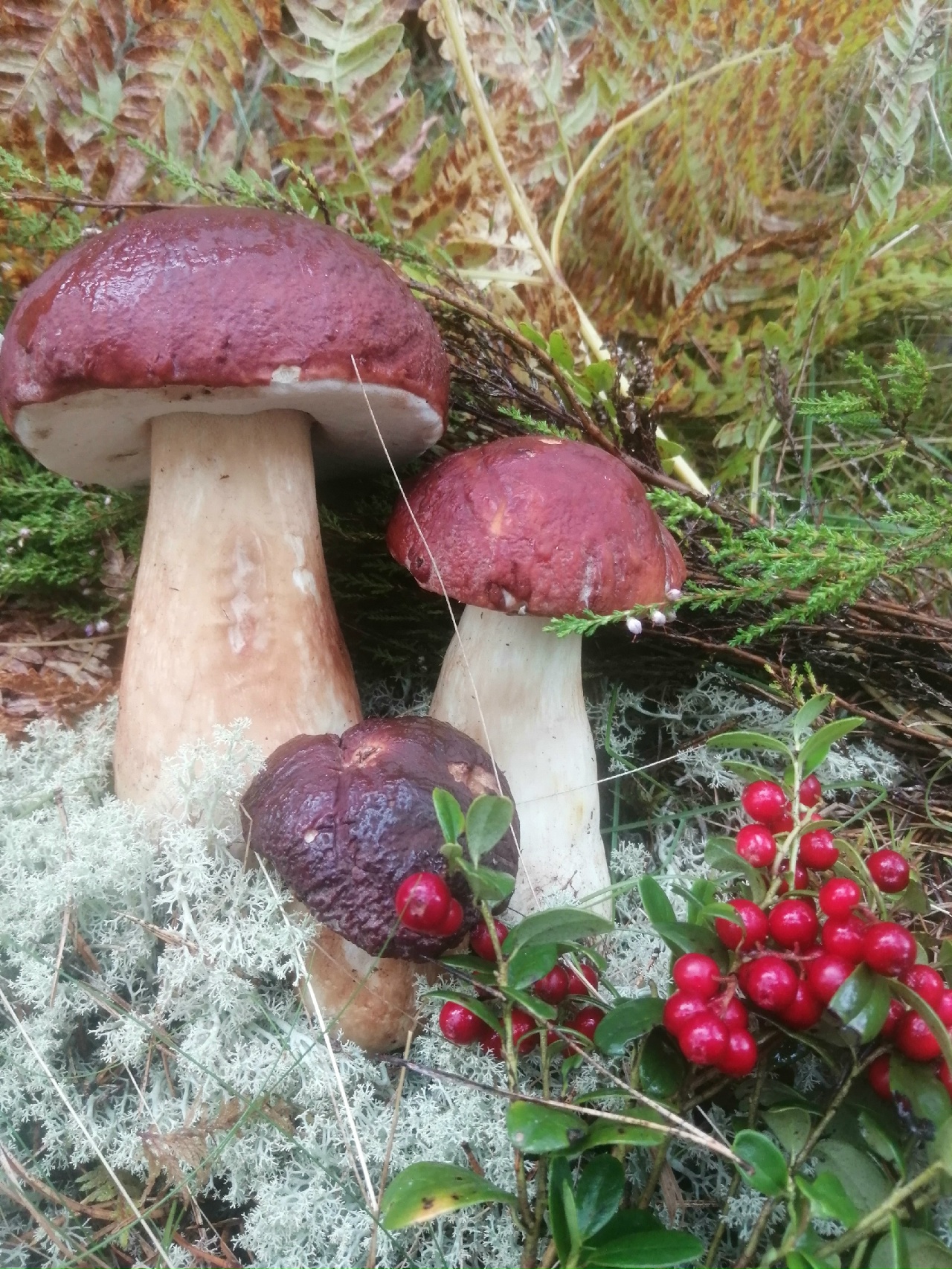 Столько не унести: жители Тверской области оставляют грибы в лесу