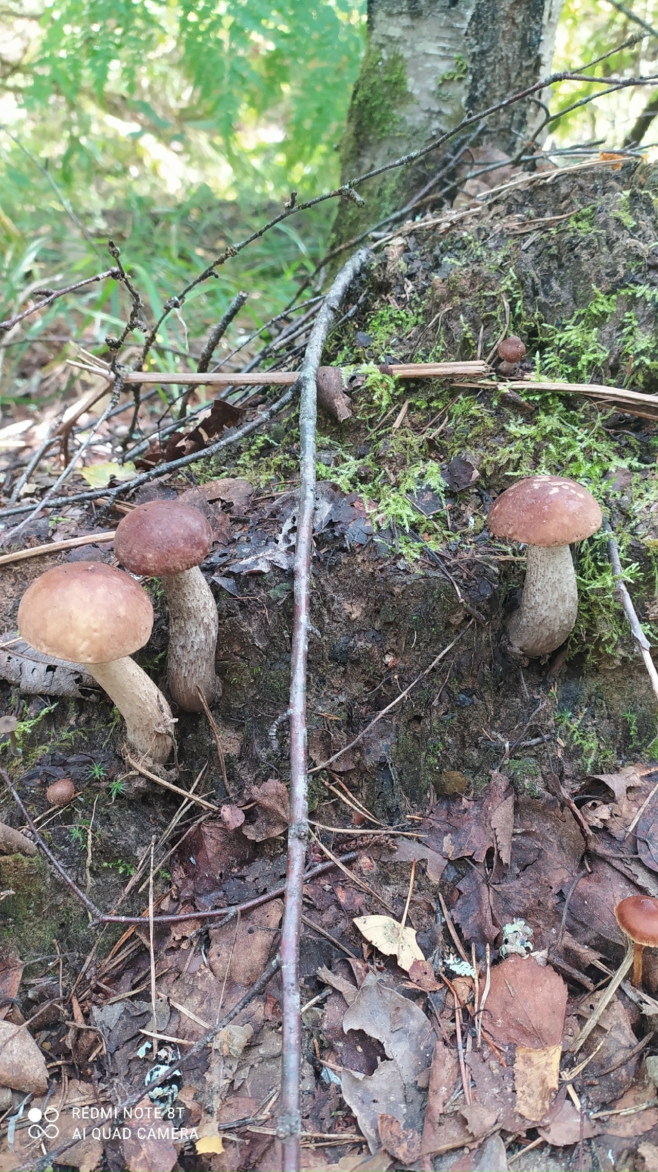 Столько не унести: жители Тверской области оставляют грибы в лесу