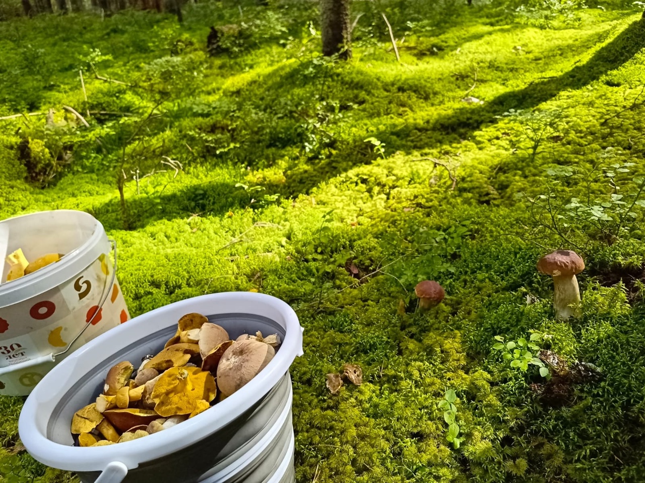 Столько не унести: жители Тверской области оставляют грибы в лесу