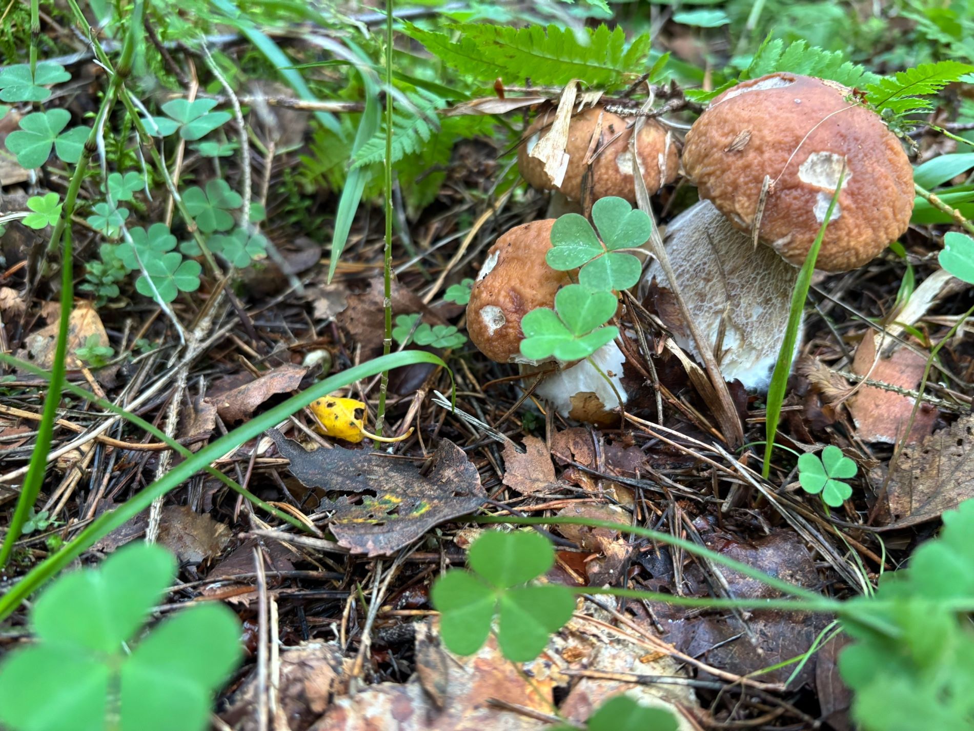 Назван район Тверской области, где больше всего белых грибов