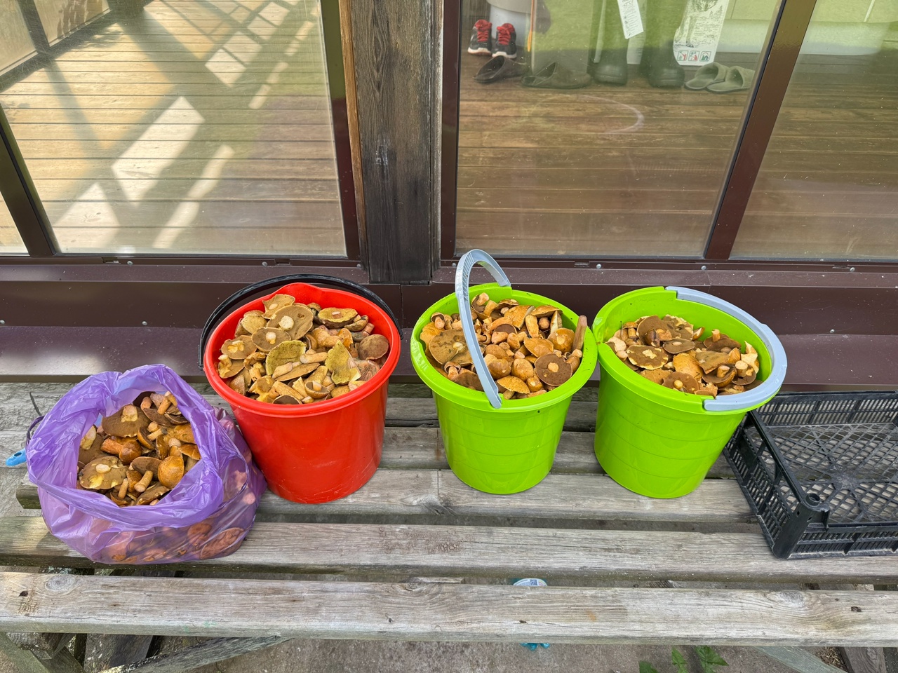 Столько не унести: жители Тверской области оставляют грибы в лесу