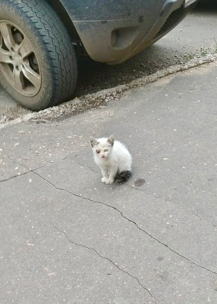 котенок