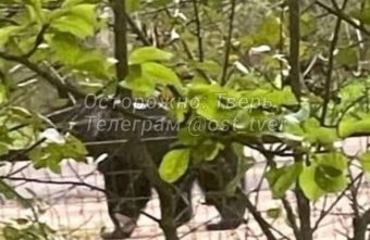 В центре деревни в Тверской области бродит медведь медведь