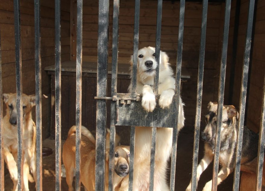 Добро всегда побеждает: итоги акции помощи животным