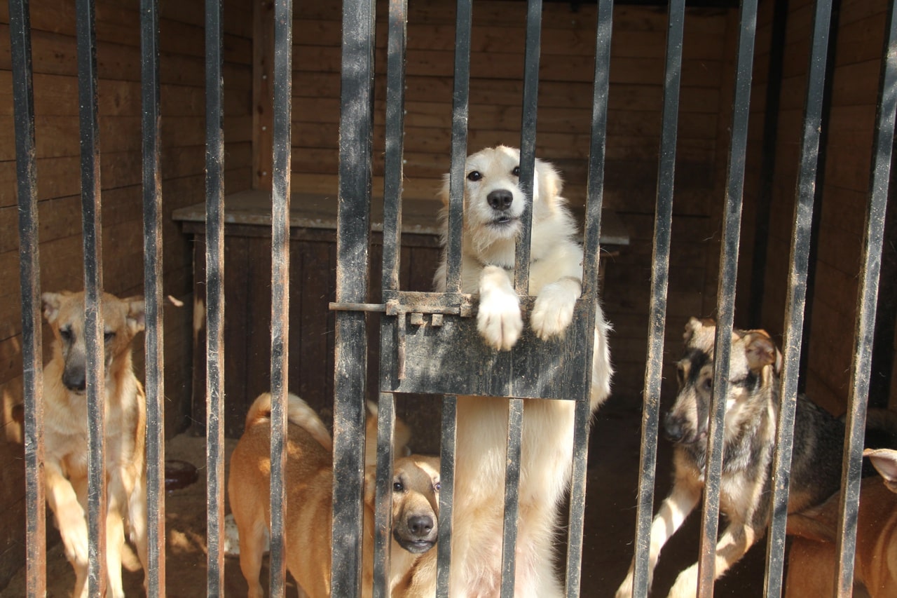 Добро всегда побеждает: итоги акции помощи животным