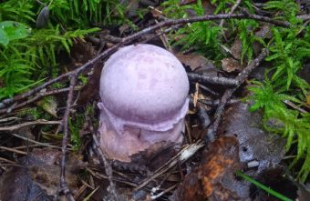 Жители Тверской области не могут опознать найденные грибы грибы