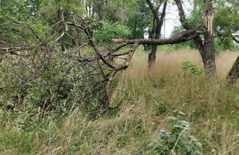 Из-за упавшего жители Тверской области не попадут в школу и на работу