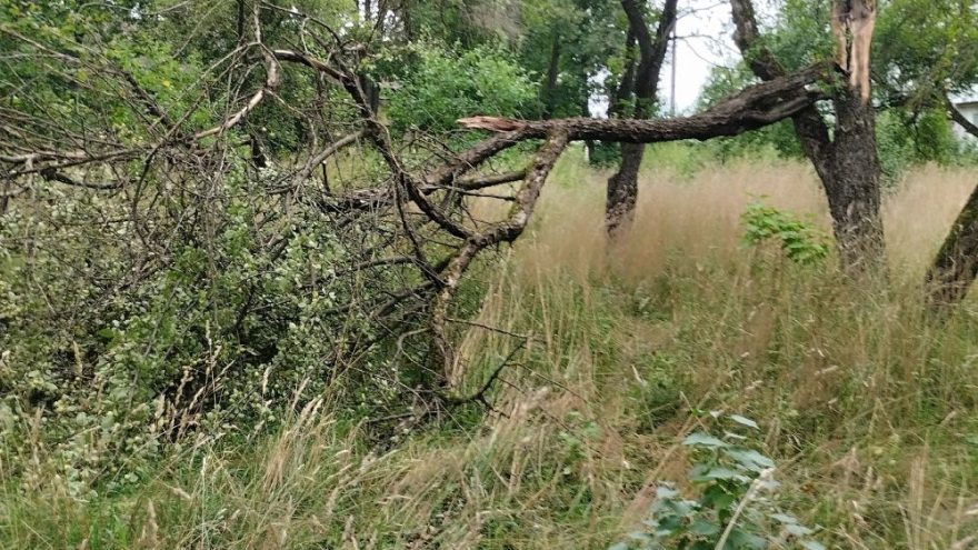 Из-за упавшего жители Тверской области не попадут в школу и на работу