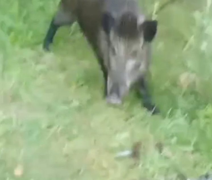 Дикий кабан