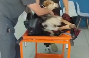 Волонтеры рассказали о травмах собаки, подстреленной из арбалета в Тверской области арбалета