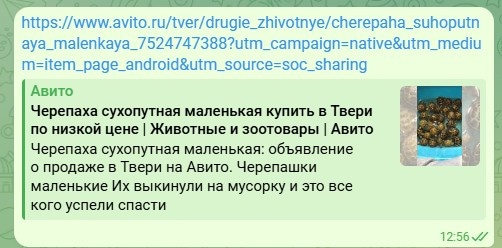 черепахи
