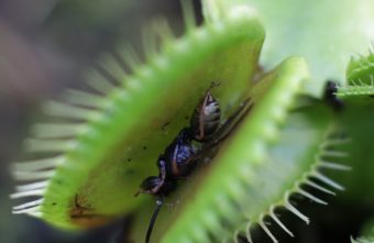 На болотцах в Твери заметили хищную Венеру Венеру