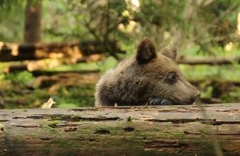 Спасенные медвежата в Тверской области готовятся к зиме зиме