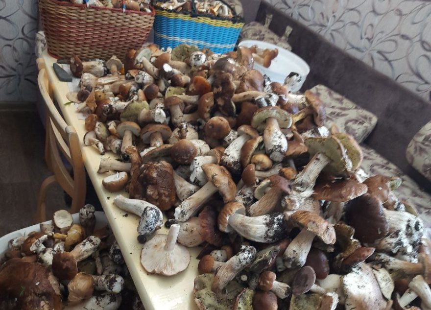 грибов