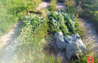 В Тверской области мужчина обустроил целую плантацию конопли плантацию