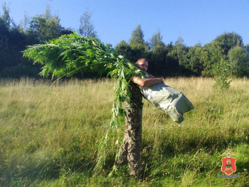 плантацию