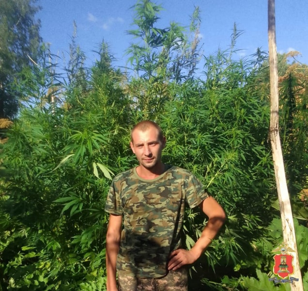 плантацию