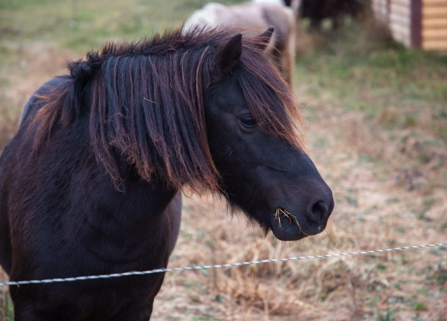 В Тверской области создают кластер с мини-фермами и конюшнями
