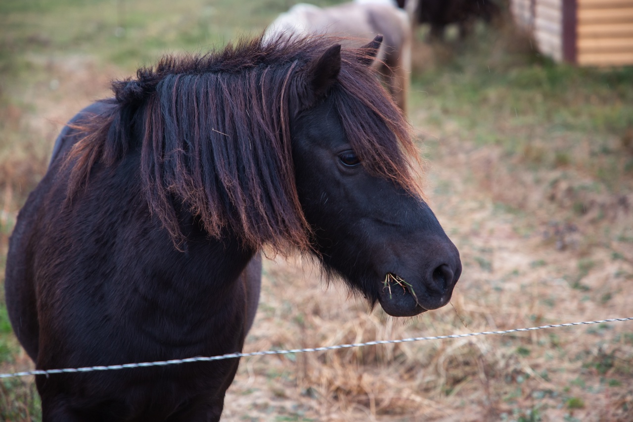 В Тверской области создают кластер с мини-фермами и конюшнями
