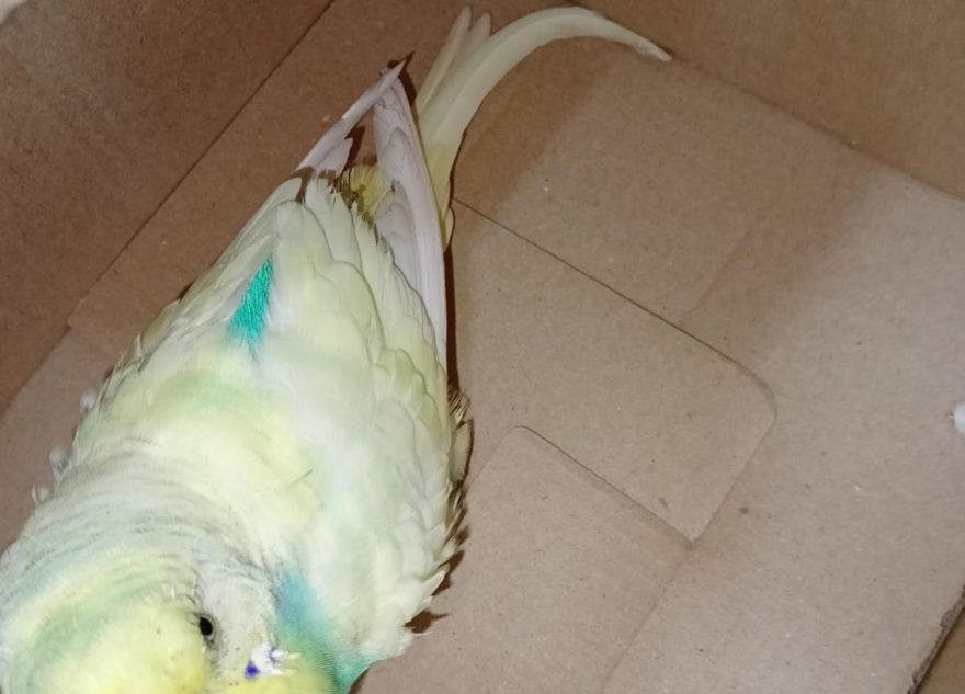 В Твери ищут хозяина улетевшего попугая