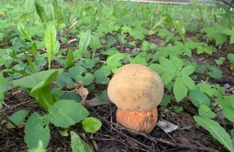 В тверских дворах находят "краснокнижные" грибы грибы