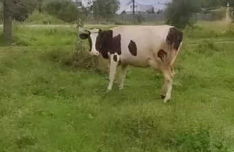 привязанная