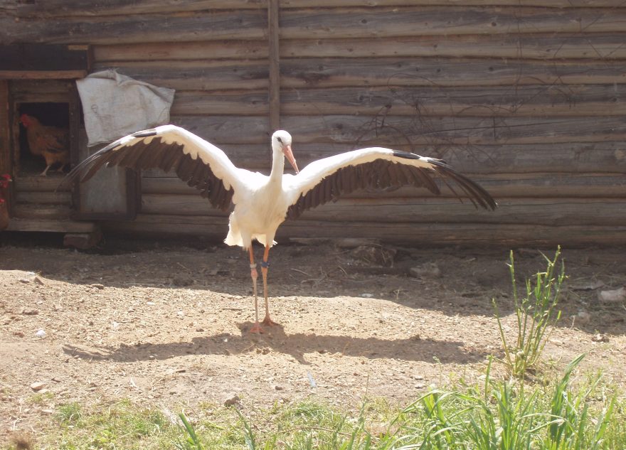 автоволонтер