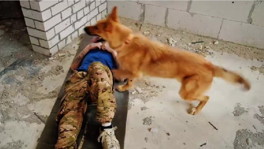 В Тверской области набирают собачников для поиска людей В Тверской области набирают собачников для поиска людей