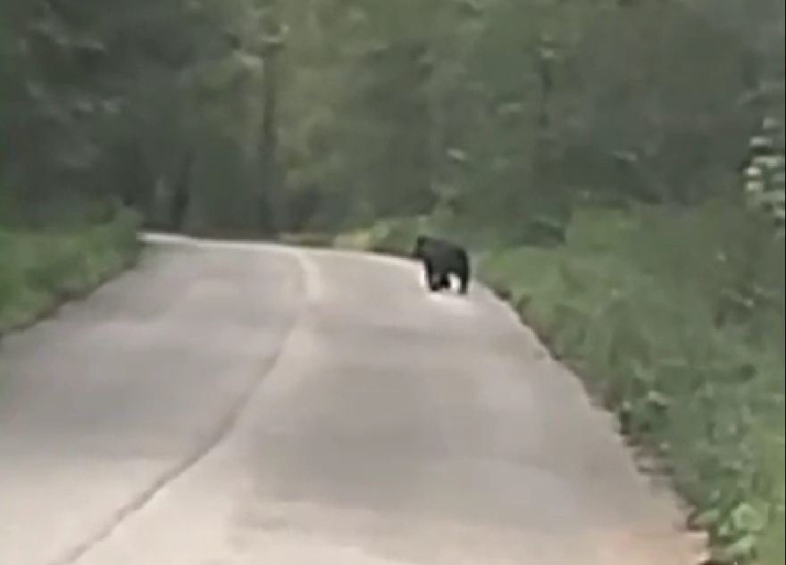 В Тверской области медведь пугает местных жителей медведь