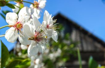 яблочный спас