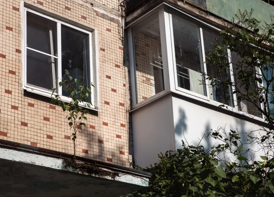 летучие мыши