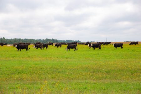 Аграриев Тверской области ждут в «Школе фермера»