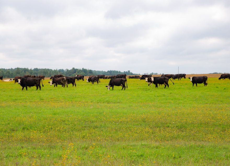 Аграриев Тверской области ждут в «Школе фермера»