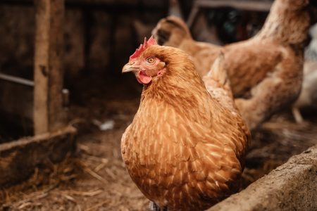 Порядка пяти тысяч исследований по диагностике гриппа птиц провели специалисты Тверской испытательной лаборатории