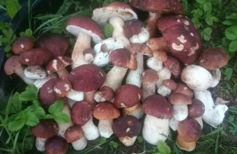 Столько не унести: жители Тверской области оставляют грибы в лесу грибы